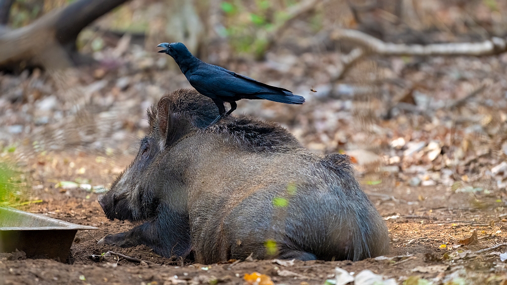 Large-billed Crow